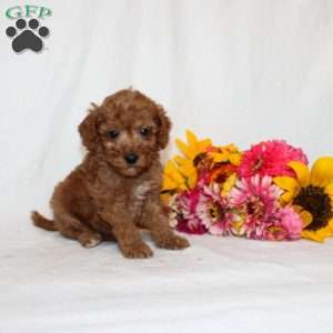 Beatrixx, Mini Goldendoodle Puppy